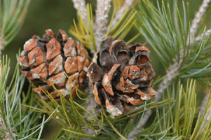 Pinus johannis
