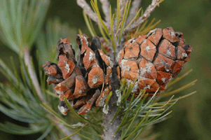 Pinus johannis