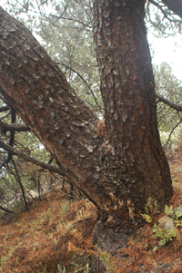 Pinus johannis