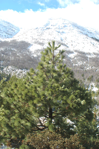 Pinus montezumae