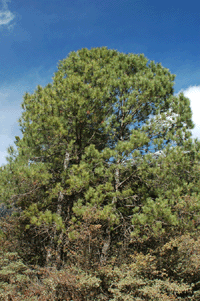 Pinus greggii