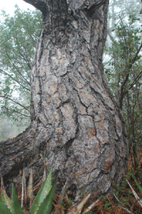 Pinus engelmannii