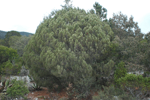 Pinus nelsonii