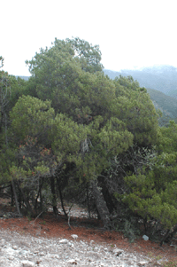 Pinus nelsonii
