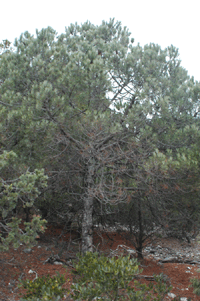Pinus nelsonii