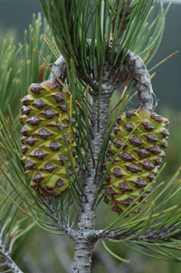 Pinus nelsonii