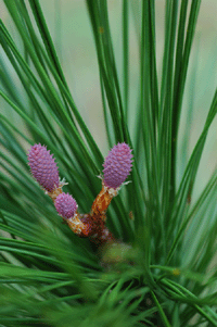 Pinus elliottii