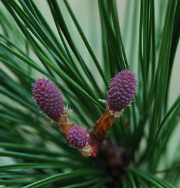 Pinus elliottii