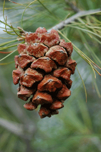 Pinus pinceana