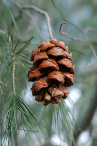 Pinus pinceana