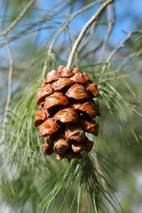 Pinus pinceana