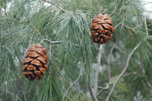 Pinus pinceana