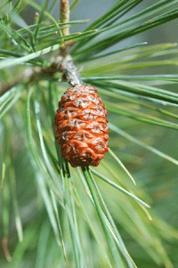 Pinus pinceana