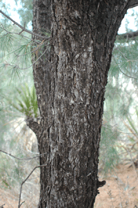 Pinus pinceana
