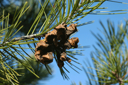 Pinus remota