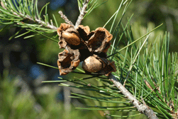 Pinus remota