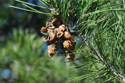 Pinus remota