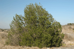 Pinus remota