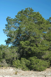 Pinus remota