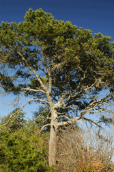 Pinus remota