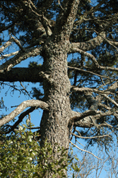 Pinus remota