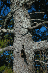 Pinus remota