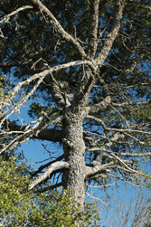 Pinus remota