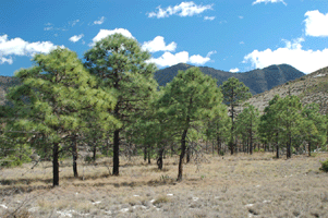 Pinus arizonica stormiae