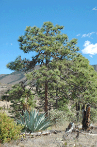 Pinus arizonica stormiae