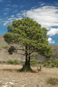 Pinus arizonica stormiae