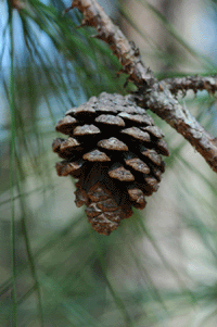 Pinus teocote