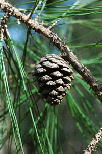 Pinus teocote