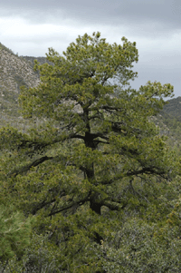 Pinus chihuahuana