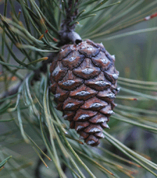 Pinus chihuahuana
