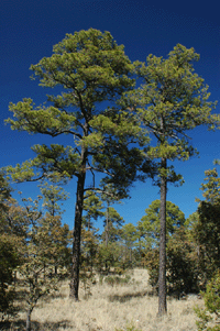 Pinus chihuahuana