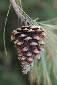 Pinus chihuahuana