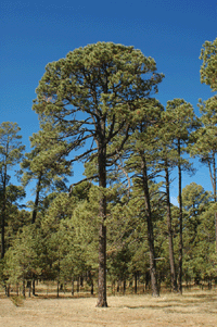 Pinus cooperi