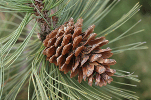 Pinus cooperi