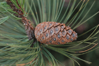 Pinus cooperi