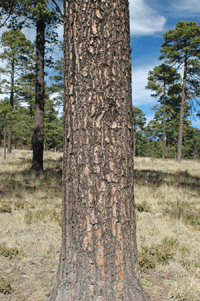 Pinus cooperi