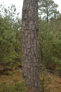 Pinus cooperi