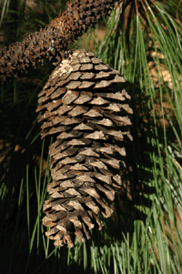 Pinus engelmannii