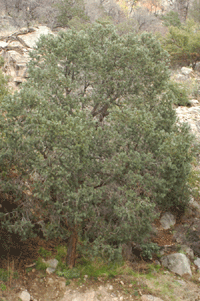 Pinus discolor