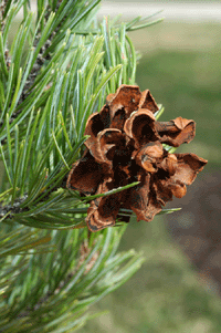 Pinus discolor