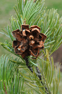 Pinus discolor