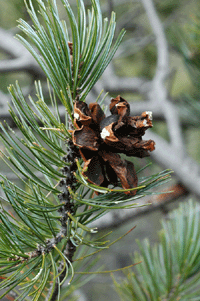 Pinus discolor