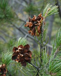 Pinus discolor