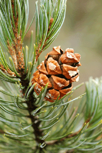 Pinus discolor