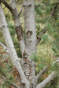Pinus discolor