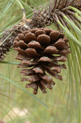 Pinus douglasiana